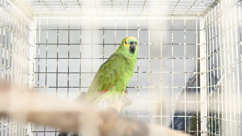 Centro de Triagem e Reabilitação de Animais Silvestres da Unicentro em Guarapuava