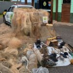 Polícia Ambiental apreende...