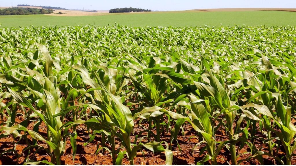 Lavoura de soja no Paraná durante período de calor