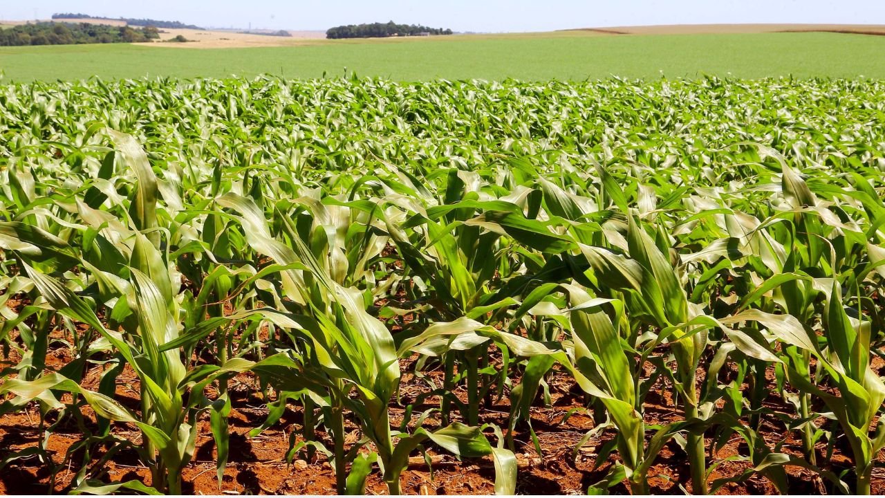Lavoura de soja no Paraná durante período de calor