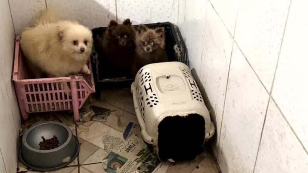 Cães da raça spitz alemão resgatados pela polícia em casa usada como canil clandestino em Piraquara