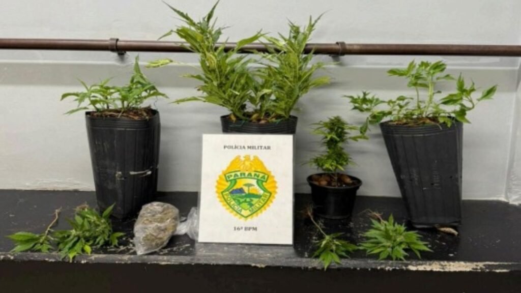Polícia descobre cultivo de maconha em casa no Centro de Guarapuava
