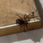 Guarapuava está entre...