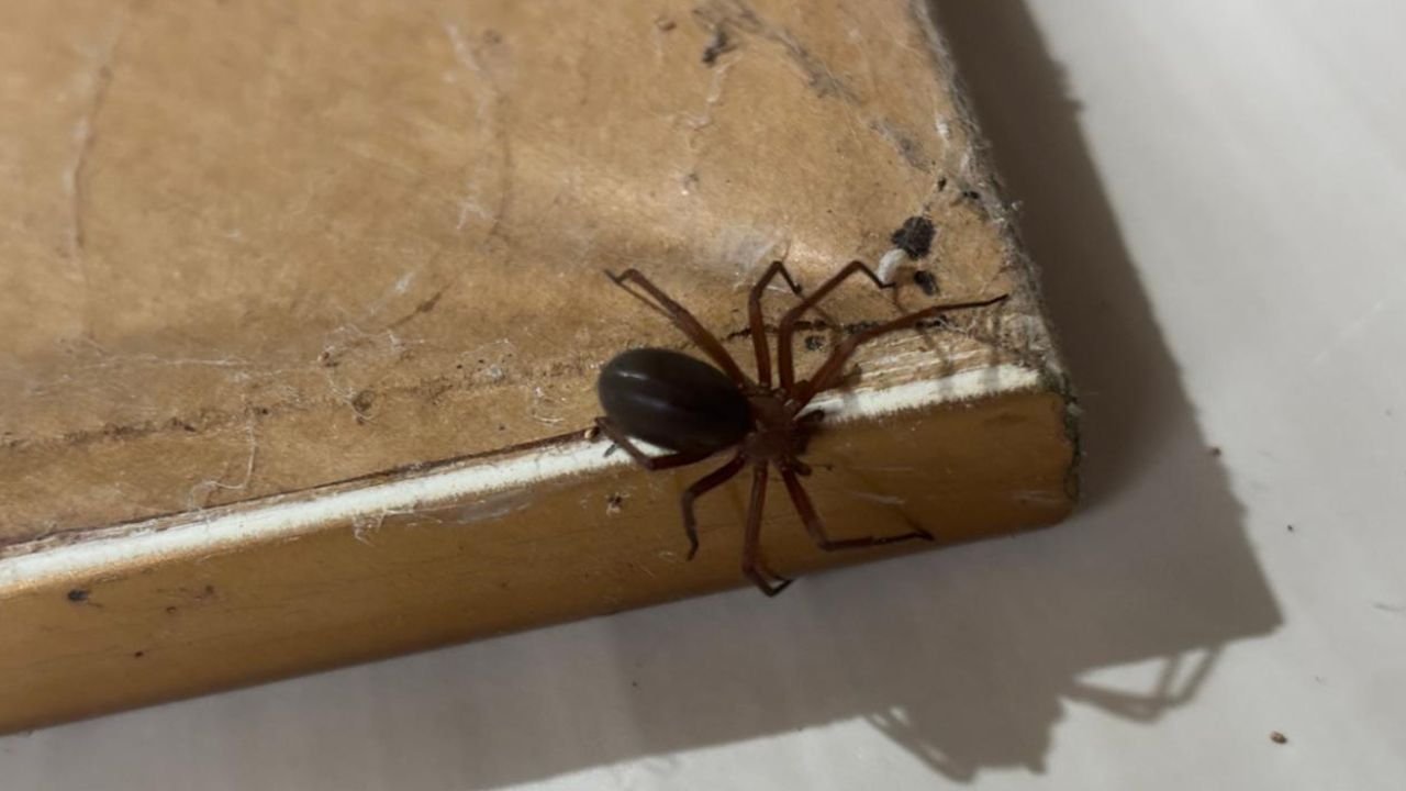 Aviso de alerta sobre risco de acidentes com aranhas no Paraná, com foco em Guarapuava