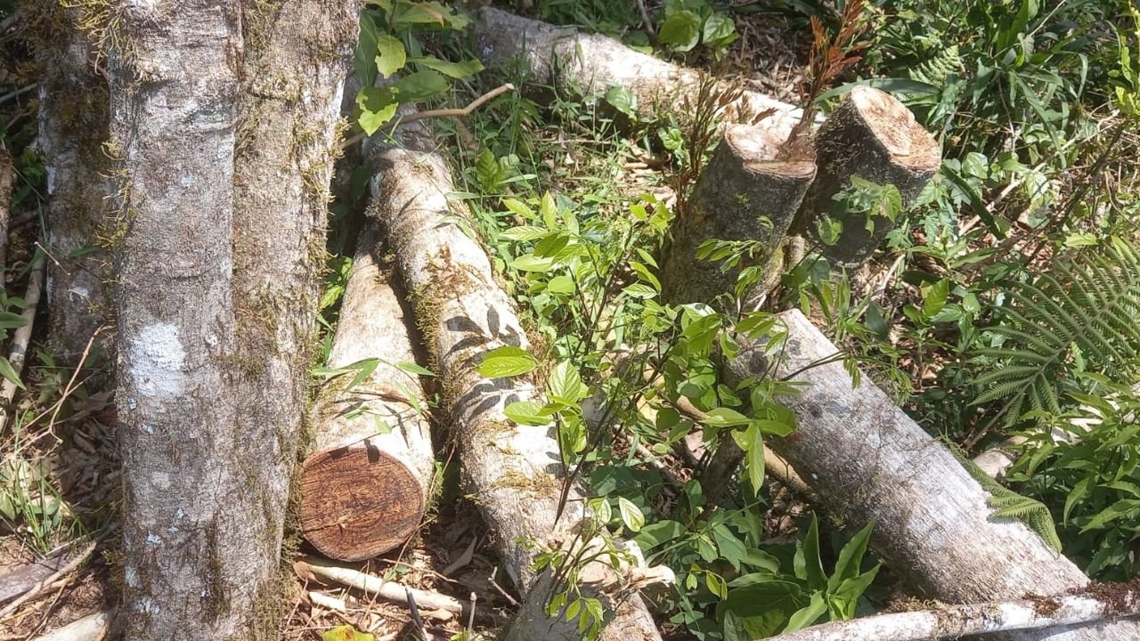 Desmatamento em área protegida de Prudentópolis dentro da APA Serra da Esperança