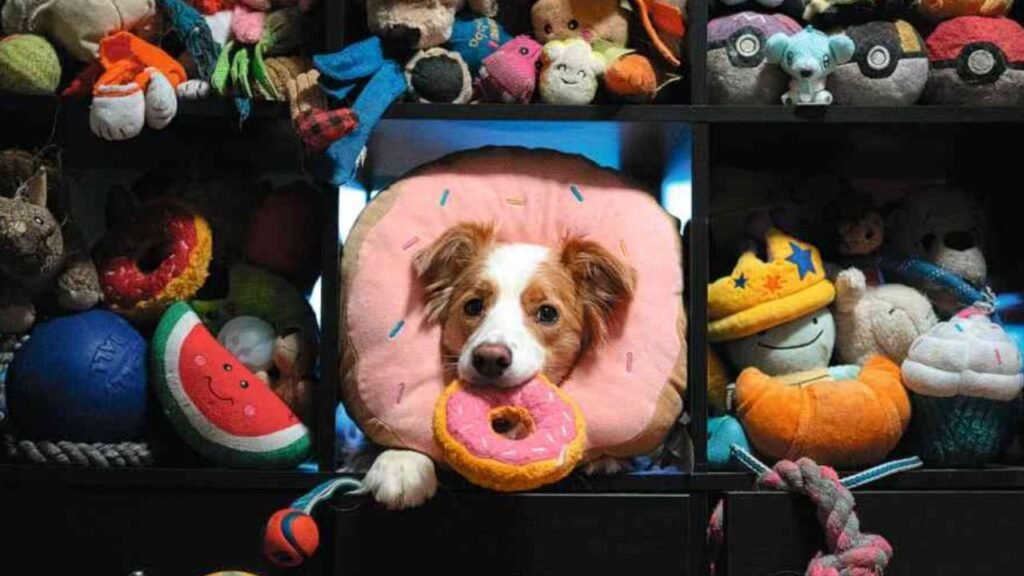 Cachorro observando brinquedos durante estudo sobre cães que aprendem palavras ouvindo humanos