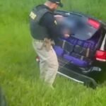 PRF apreende mais...