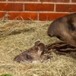 Anta e veado-bororó...