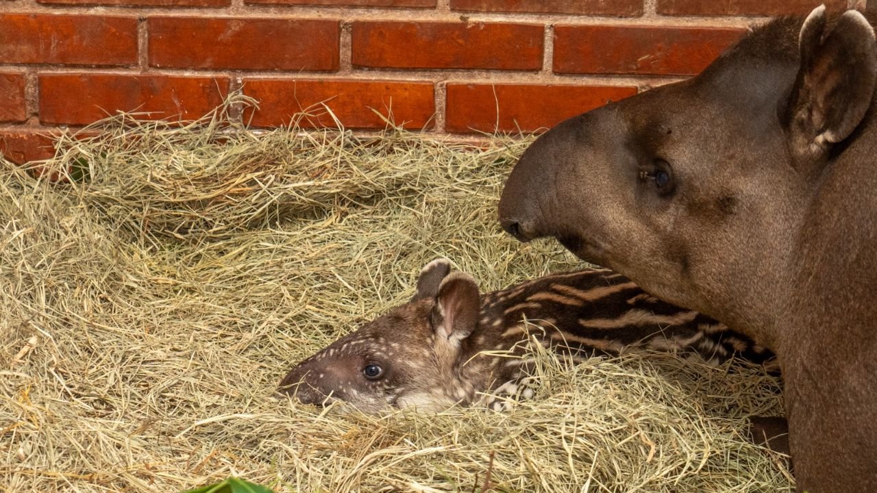 Filhote de veado-bororó e filhote de anta nascidos no Refúgio Biológico Bela Vista da Itaipu