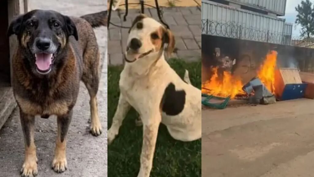 Cão comunitário é vítima de violência em caso que gerou comoção nacional