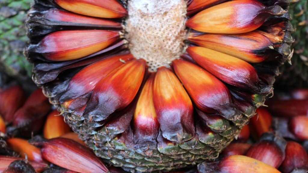 Colheita do pinhão no Paraná em área de araucária durante a temporada permitida