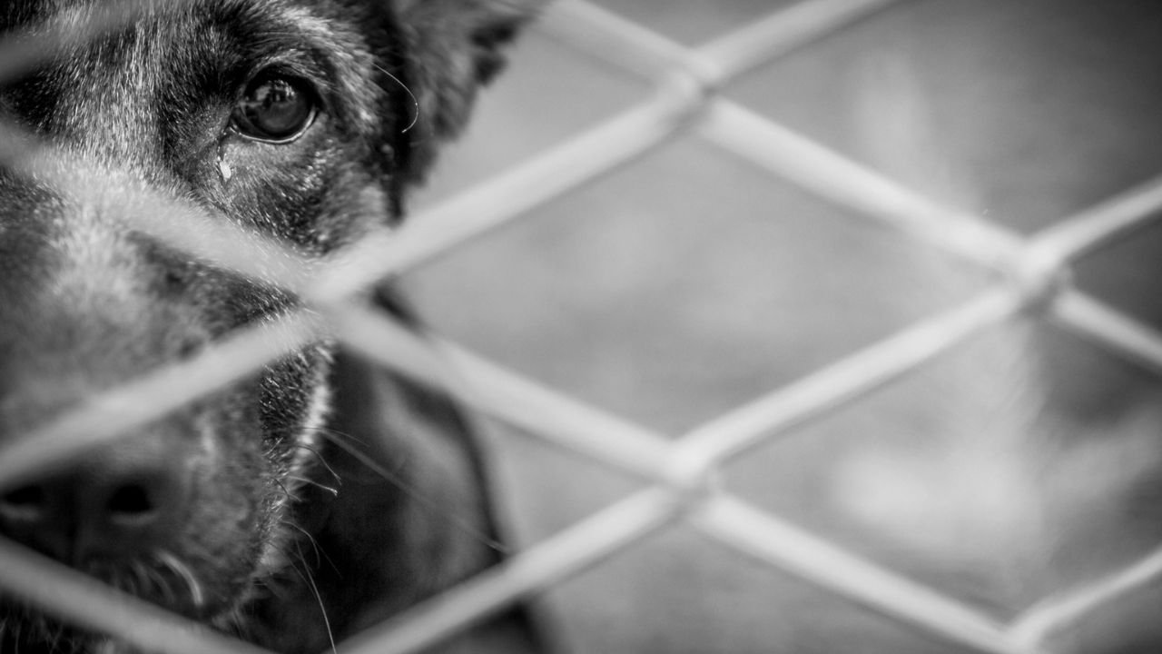 Cães encontrados sem água e sem comida em caso de maus-tratos em Guarapuava