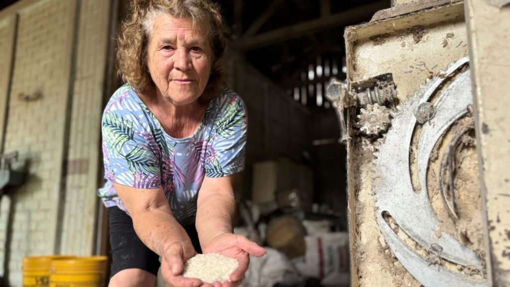 Dona Nilda da Luz mostra o arroz já beneficiado nas mãos na pequena beneficiadora mantida por ela em Pinhão.