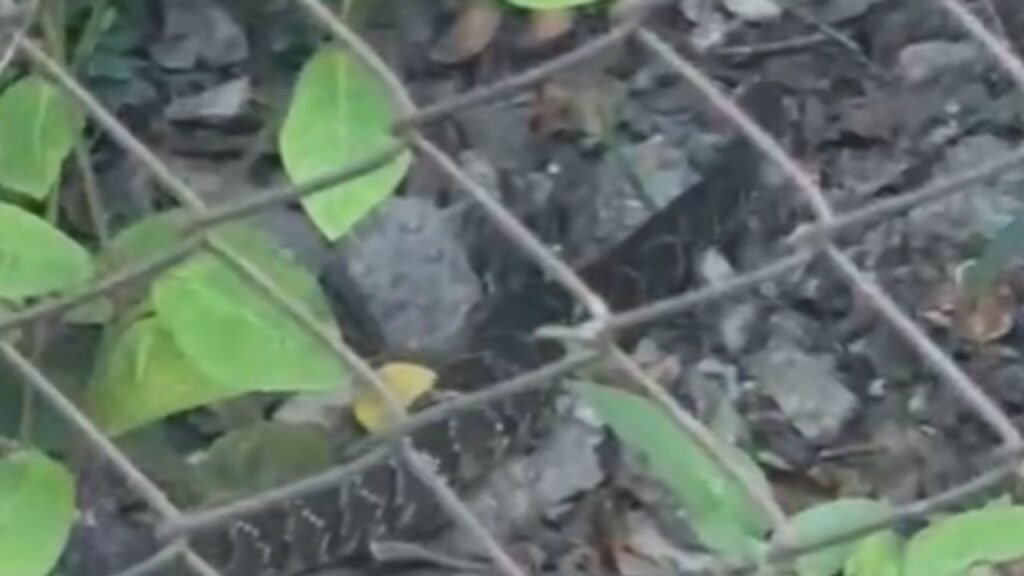 Cobra cascavel capturada no pátio de escola em Ponta Grossa