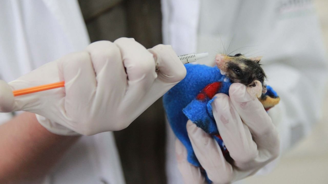 Atendimento a animal silvestre realizado pelo Instituto Água e Terra no Paraná