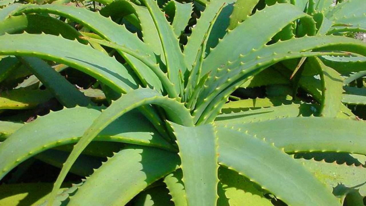 Estudo premiado testa uso de extratos naturais na cicatrização