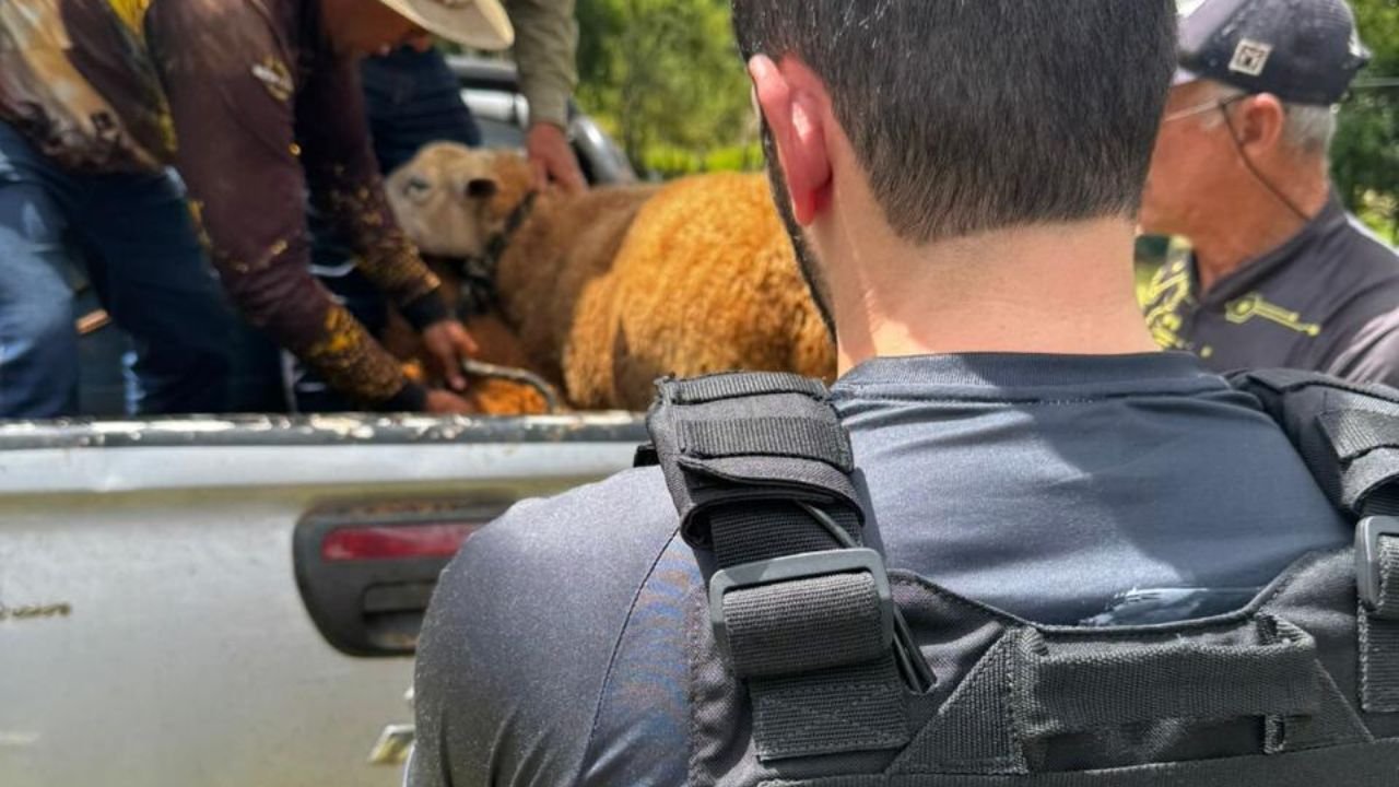 Polícia Civil recupera ovelhas furtadas de fazenda durante investigação em Laranjeiras do Sul