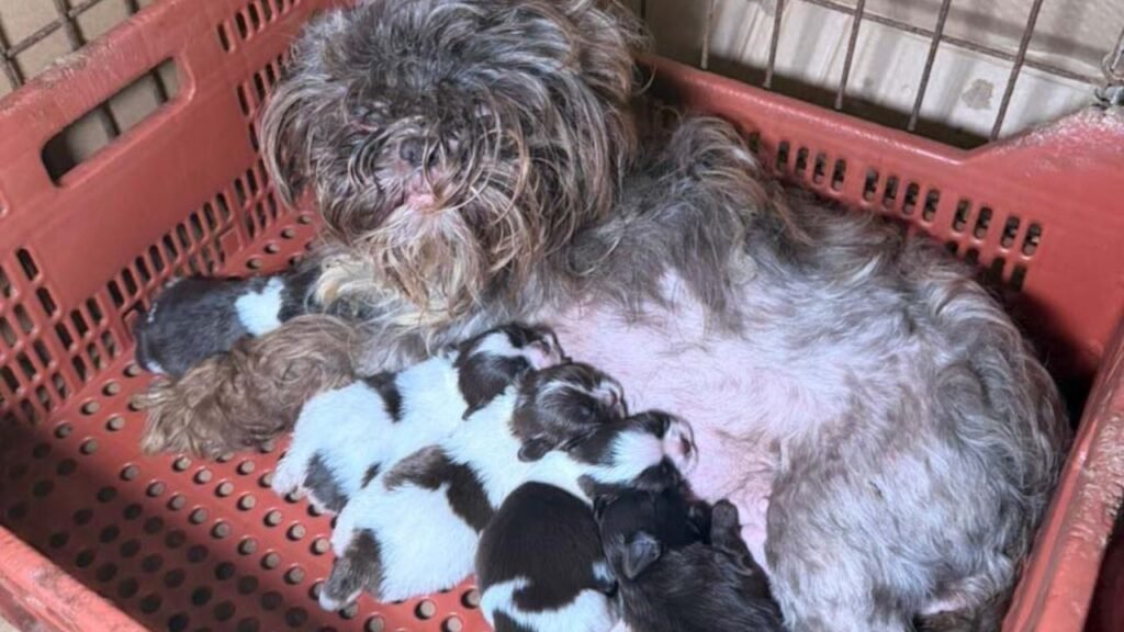 Cães resgatados em situação de maus-tratos em canil com condições insalubres no Paraná