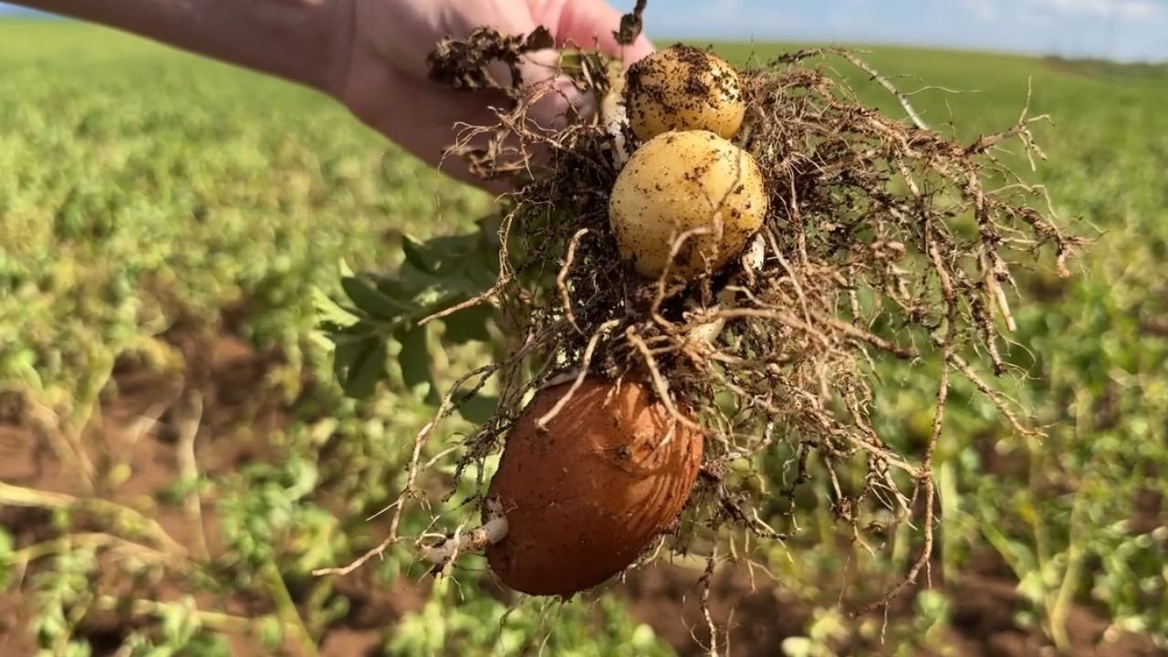 Lavoura de batata em Guarapuava com irrigação e alta produtividade no Paraná