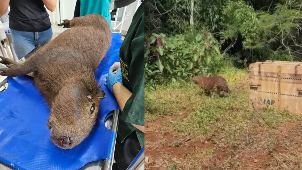 Capivara resgatada recebe tratamento no CETRAS da Unicentro