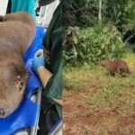 Capivara atropelada no...