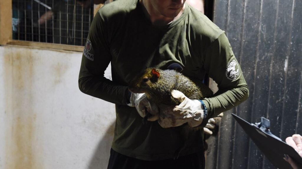 Operação do IAT apreendeu 29 cutias e 9 pacas em criadouro irregular em Cantagalo, no Paraná. Responsável foi multado em R$ 67 mil por crime ambiental.