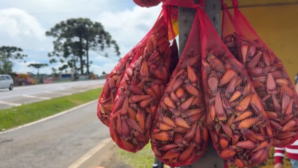 redinhas com pinhão penduradas para venda às margens da BR-277 em Guarapuava