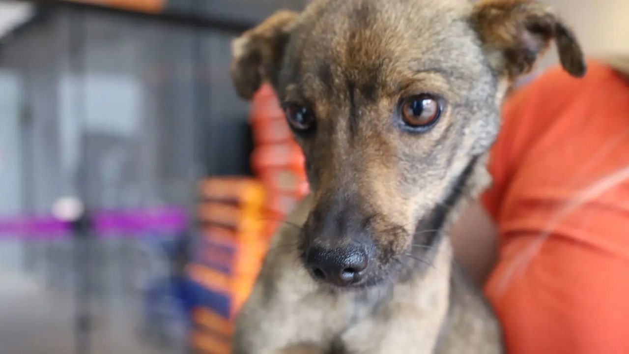 Programa de castração em Guarapuava já atendeu mais de 1.200 animais e abre novo lote com mil vagas para cães e gatos.