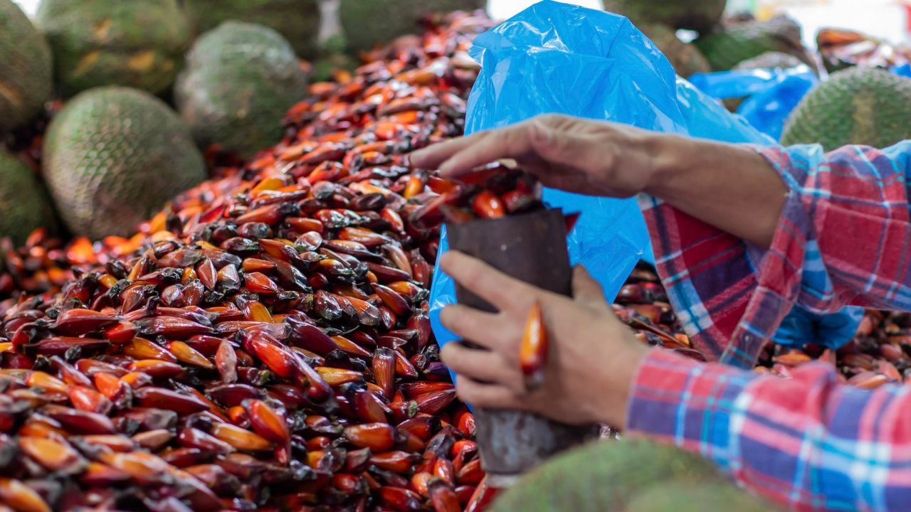 Temporada de colheita do pinhão começa no Paraná com novas regras para preservar a araucária