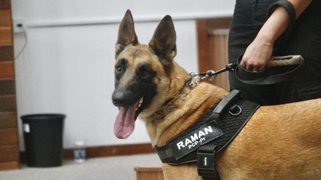 Cão farejador Raman em atuação na perícia criminal no Paraná