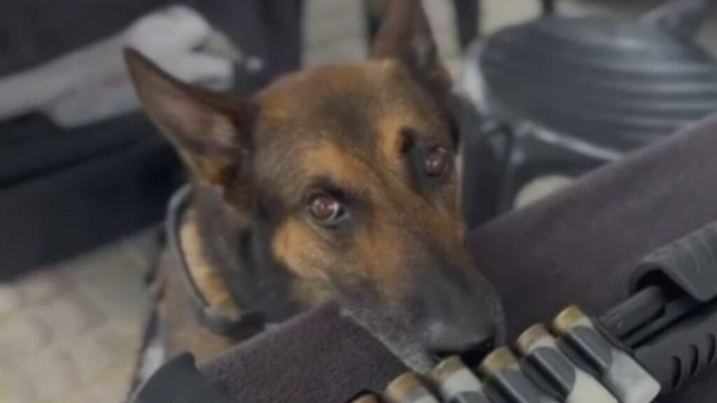 Raio atuou por sete anos em operações da Polícia Civil do Paraná. Foto: Reprodução/ Governo do PR