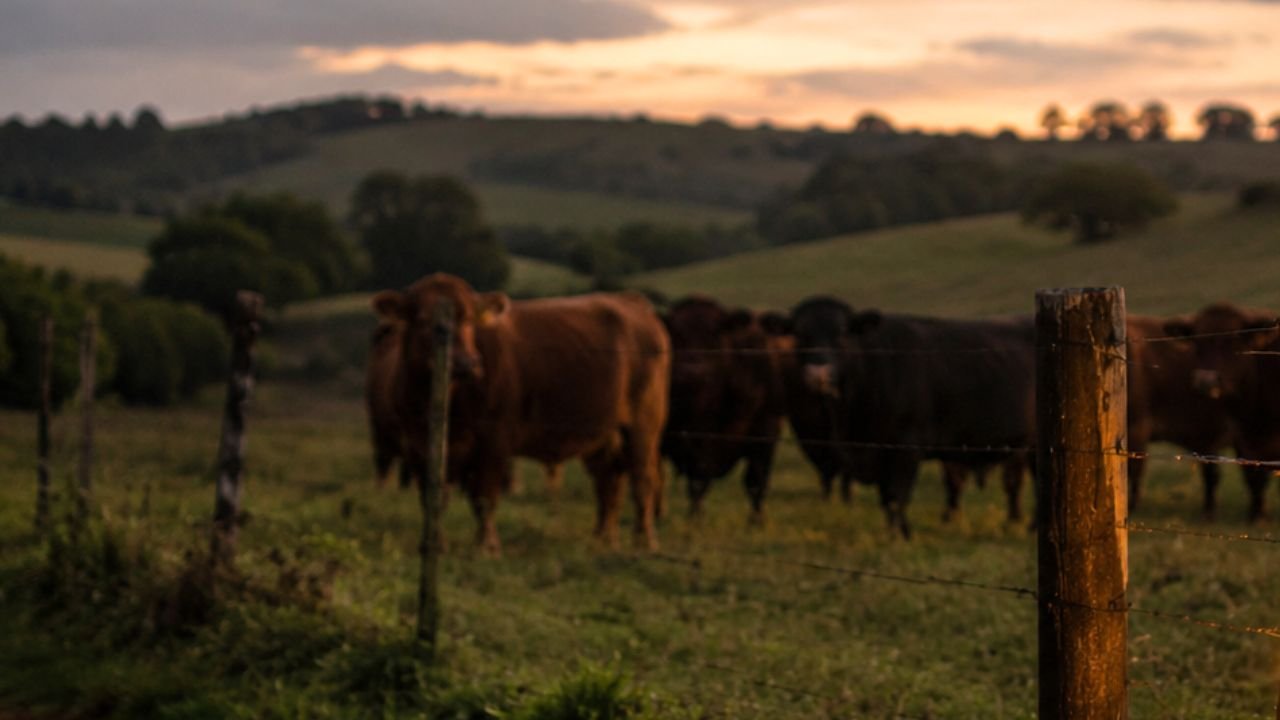 Produtora rural relata furto de gado após encontrar animal abatido em fazenda