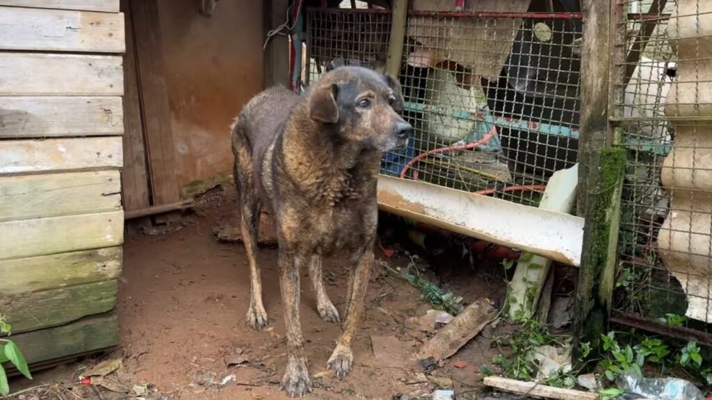 Cachorrinha Pandora após ser resgatada de dentro da parede de uma obra no bairro Morro Alto, em Guarapuava