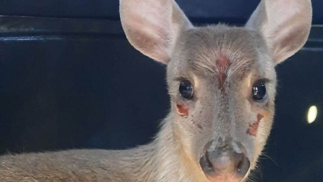 Veado-catingueiro resgatado em Irati retorna à natureza após tratamento em Guarapuava