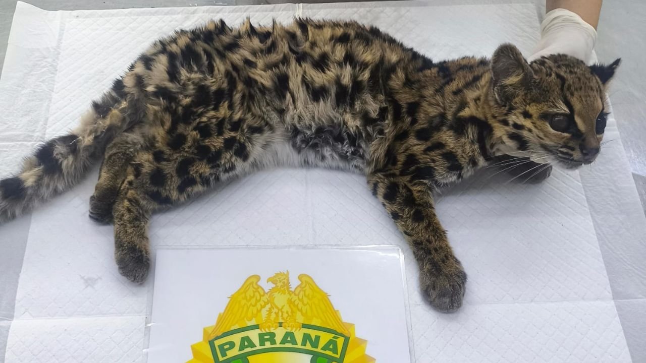 Fêmea idosa de gato-maracajá foi resgatada debilitada em uma fazenda no distrito Guará, em Guarapuava. Foto: Divulgação/ PM