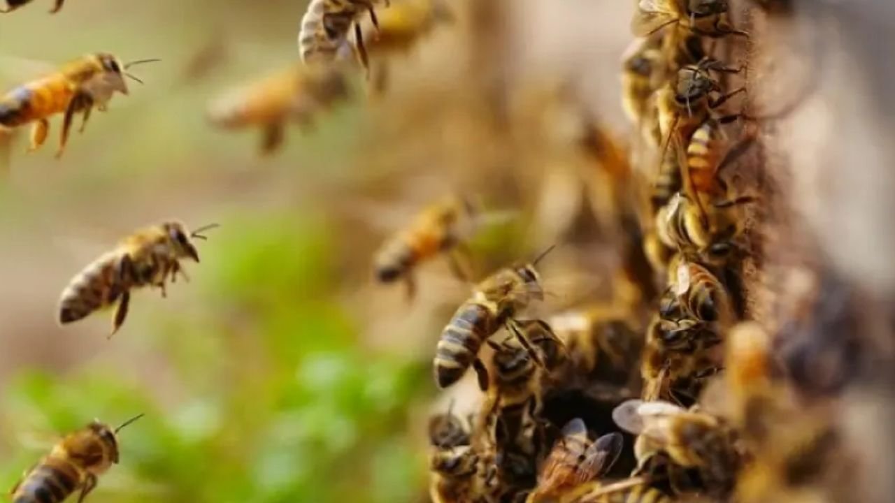 Unidade de Saúde Xarquinho I tem área isolada após aparecimento de enxame de abelhas em Guarapuava