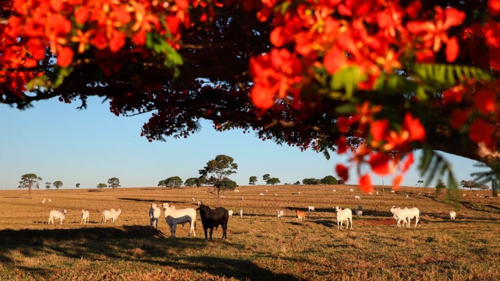Rebanho de animais em propriedade rural no Paraná durante campanha de atualização da Adapar.