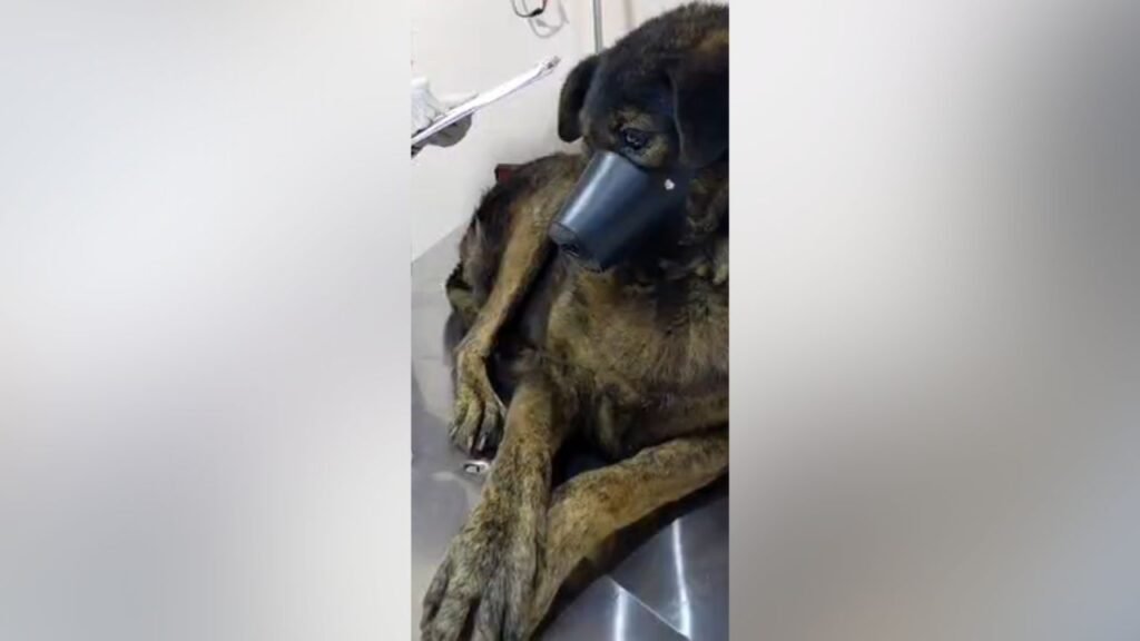 Pandora recebe acompanhamento veterinário após resgate que repercutiu em Guarapuava. Foto: Reprodução