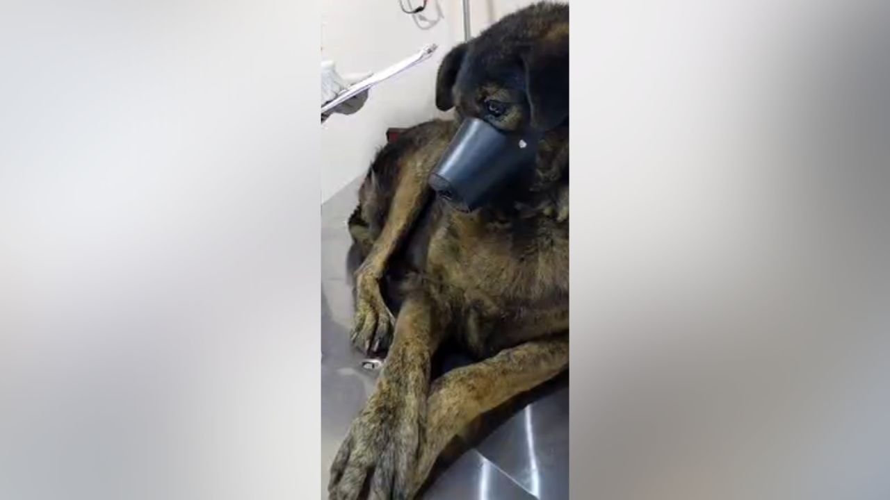 Pandora recebe acompanhamento veterinário após resgate que repercutiu em Guarapuava. Foto: Reprodução
