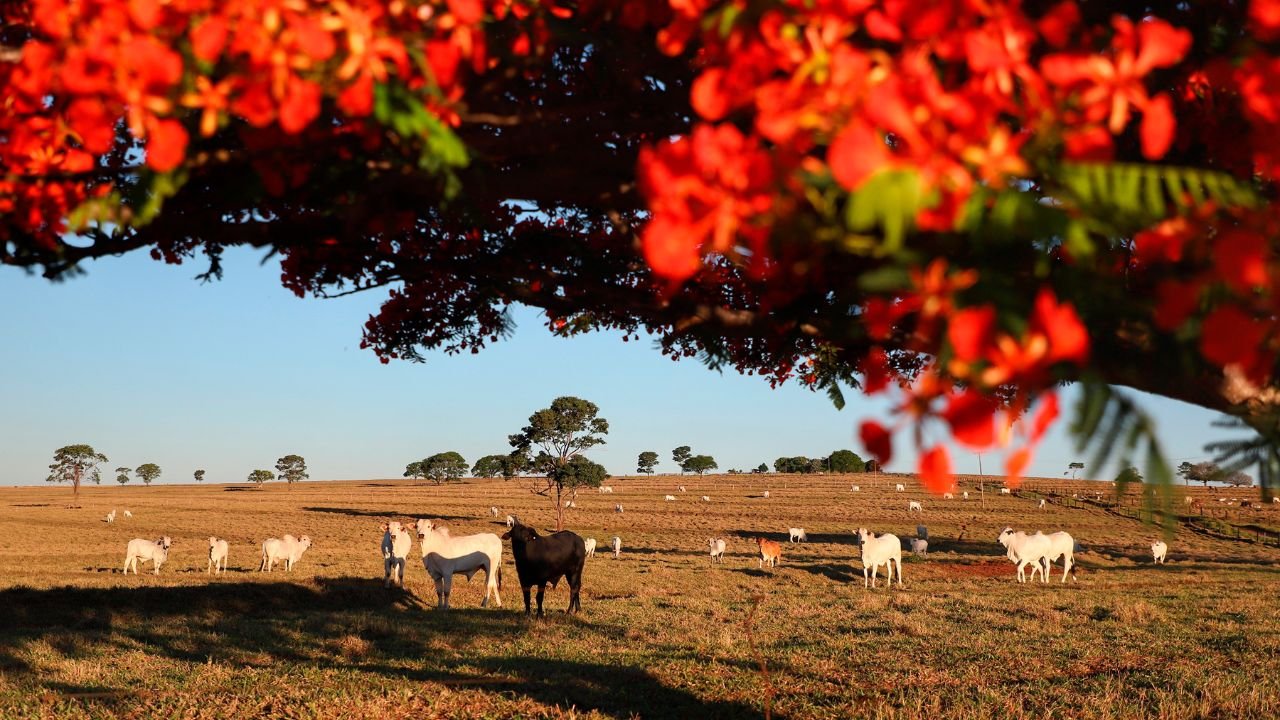 Rebanho de animais em propriedade rural no Paraná durante campanha de atualização da Adapar.