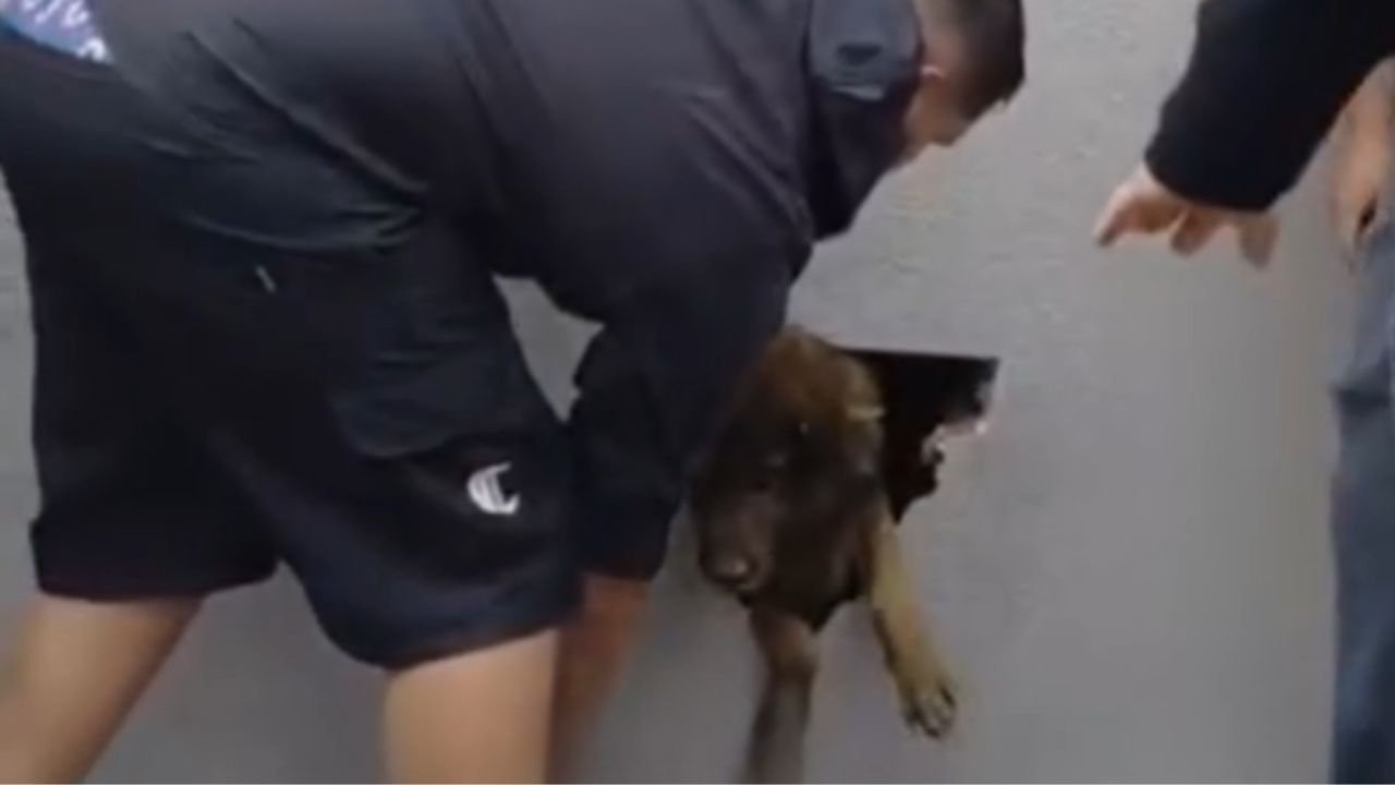 Cachorra Pandora foi resgatada após ser encontrada presa em parede de construção