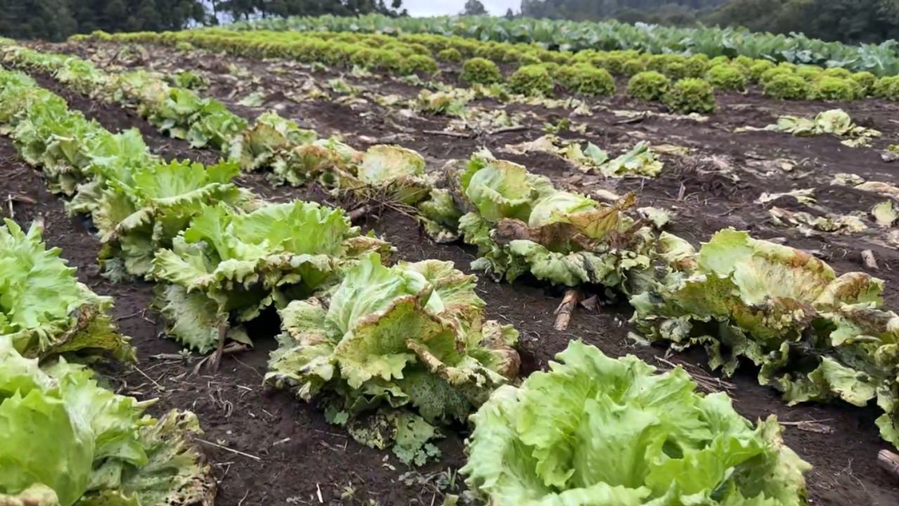 Geada dos últimos dias provocou prejuízos na produção de hortaliças em propriedade rural no distrito do Guairacá, em Guarapuava. Foto: Cleo Ferreira/ Atento News