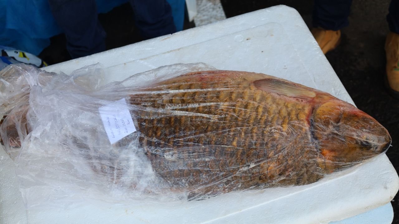 Andrio Machado garantiu o 1º lugar com uma carpa de 13,950 kg durante a pescaria no Parque do Lago, realizada no Dia do Trabalhador. A premiação foi divulgada pela Prefeitura nesta sexta-feira (1º).
