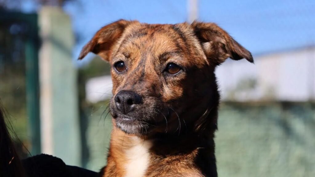 Cães acolhidos no Canil Municipal de Guarapuava aguardam adoção responsável