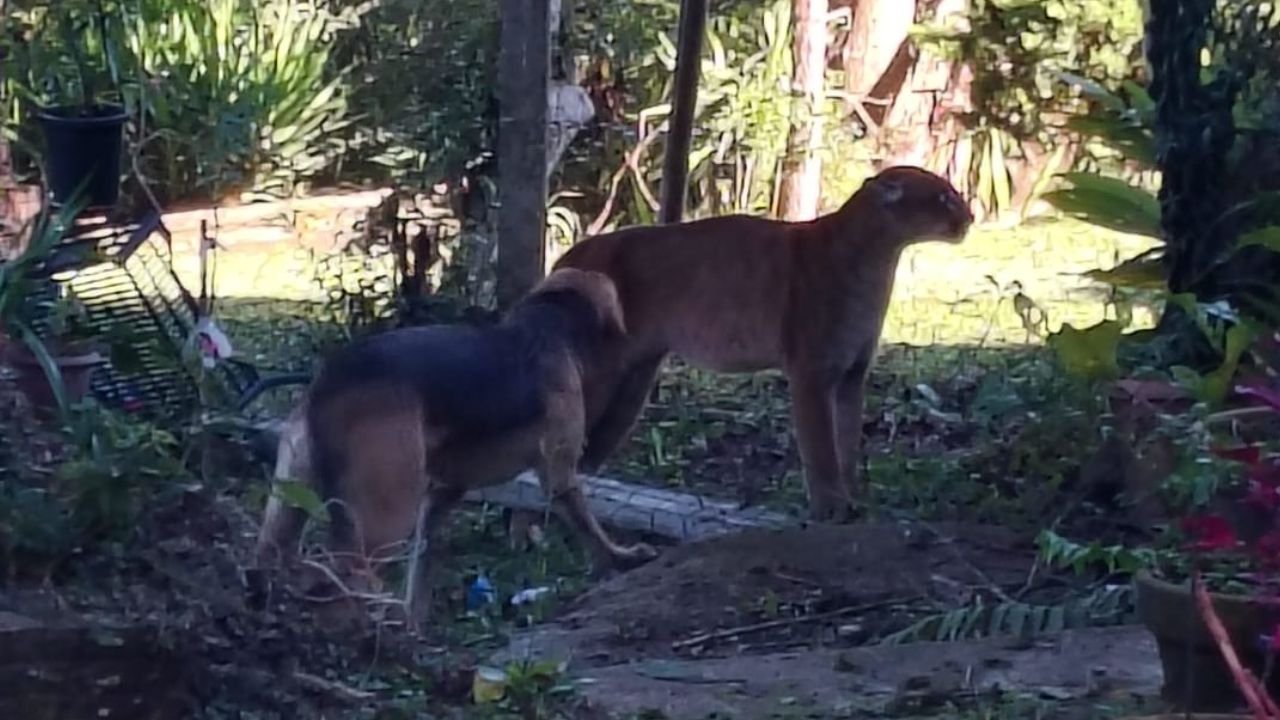 Onça-parda avistada em área residencial do bairro Alto Cascavel, em Guarapuava. Foto: Divulgação/ Polícia Ambiental