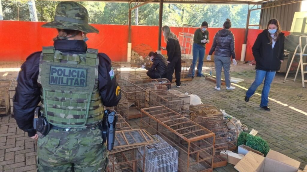 Aves silvestres resgatadas durante fiscalização ambiental em Guarapuava.