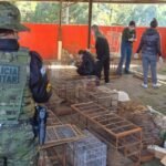 Polícia Ambiental e...