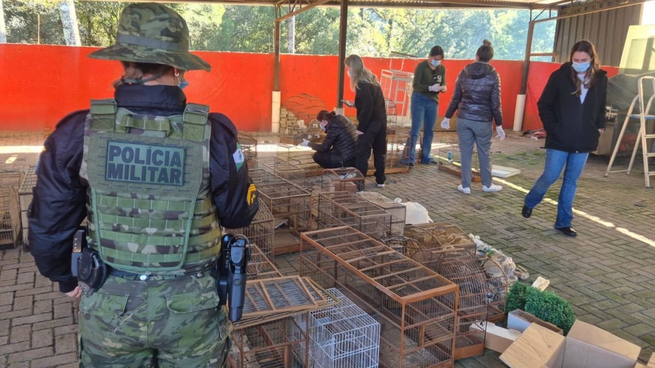 Aves silvestres resgatadas durante fiscalização ambiental em Guarapuava.