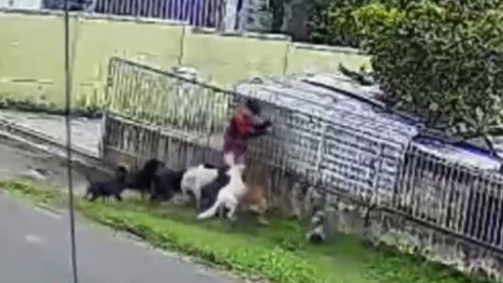 Menino de 11 anos foi atacado por nove cães no bairro São João, em Guarapuava. Segundo a mãe, as mordidas estão cicatrizando e ele passa bem. Foto: Reprodução/ Redes Sociais