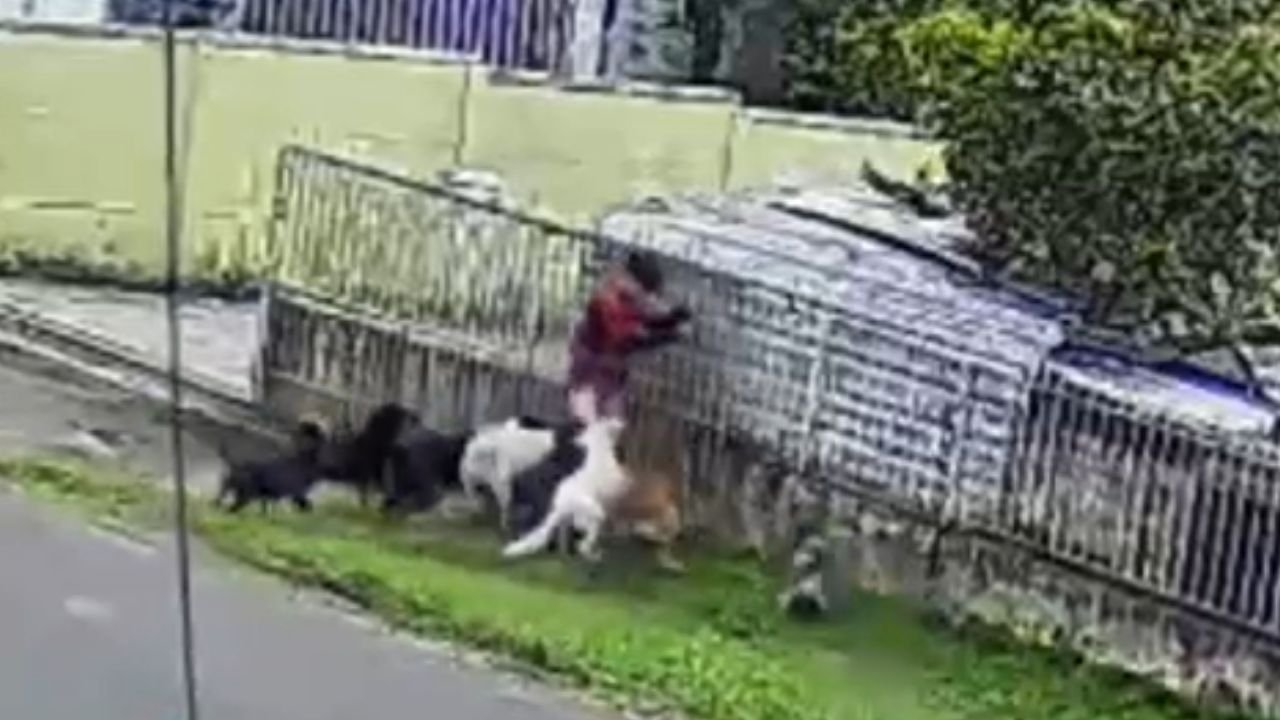 Menino de 11 anos foi atacado por nove cães no bairro São João, em Guarapuava. Segundo a mãe, as mordidas estão cicatrizando e ele passa bem. Foto: Reprodução/ Redes Sociais